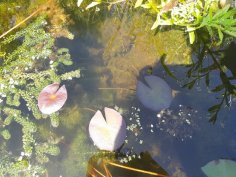 66299546_450214989090828_112383230958632960_n